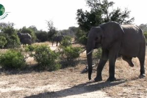 What Caused this Elephant to Lose Its Leg? - Animal Rescue | Rescue Stories