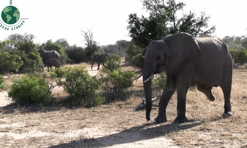 What Caused this Elephant to Lose Its Leg? - Animal Rescue | Rescue Stories