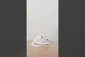 White Playmates: Two Little Animals Playing  Together #shorts #viral #trending #cute