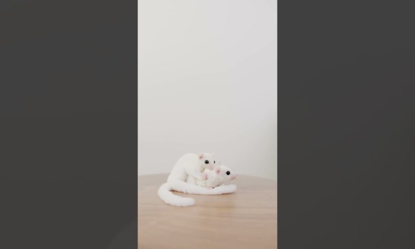 White Playmates: Two Little Animals Playing  Together #shorts #viral #trending #cute