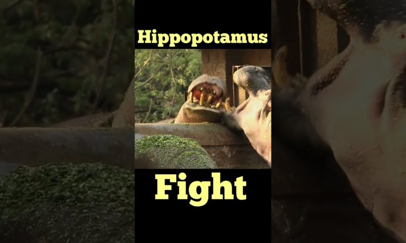 Wild Animal Attacks | Most Amazing Moments Of Wild Animal Fights | Wild African Hippopotamus Attack
