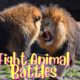 Wild Animal Fights Animal Battles Mortal Combat | PerTarungan Hewan Liar