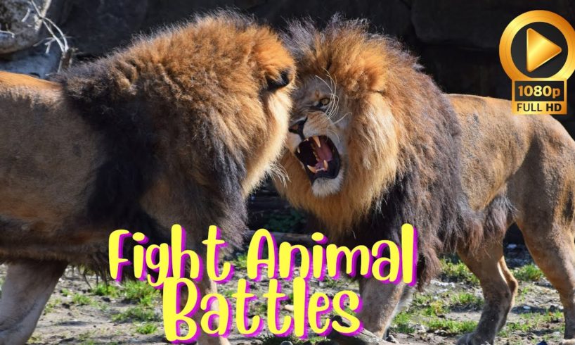 Wild Animal Fights Animal Battles Mortal Combat | PerTarungan Hewan Liar