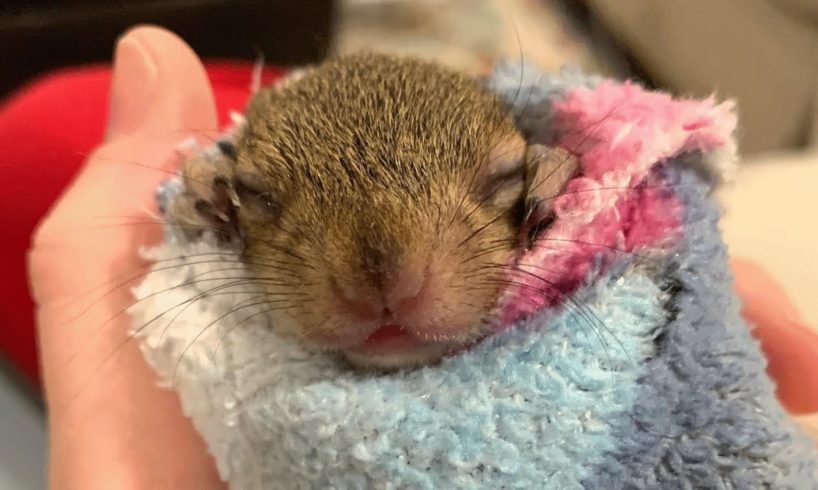 Woman finds a baby squirrel on her driveway. Her response will melt anyone's heart.