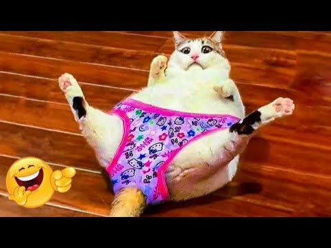 You Definitely Laugh 😂 Funny Moments With Cutest Cats and Dogs #2