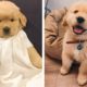 🐶 You Will Laugh When You Watch These Adorable Golden Puppies 🐶| Cute Puppies
