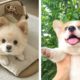 🐶 You Will Smile When You Watch These Adorable Puppies 🐶| Cute Puppies