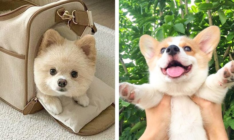 🐶 You Will Smile When You Watch These Adorable Puppies 🐶| Cute Puppies