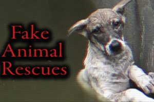 YouTube's Fake Animal Rescue Ring