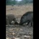 animal fighting | top animal fighting  (2022) #shorts