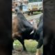 animal fights @animal 2.o #shorts#trending#tiktok #viral