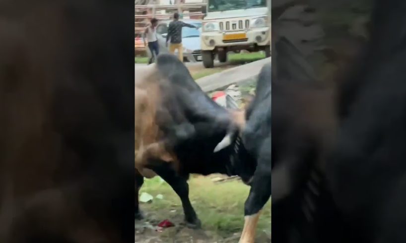 animal fights @animal 2.o #shorts#trending#tiktok #viral