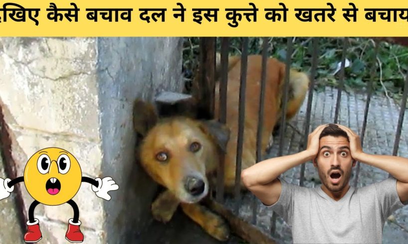 animal rescue videos in hindi | Part 1|