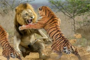 animals wild animals|animal fights animal attack/wildlifelion