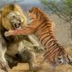 animals wild animals|animal fights animal attack/wildlifelion