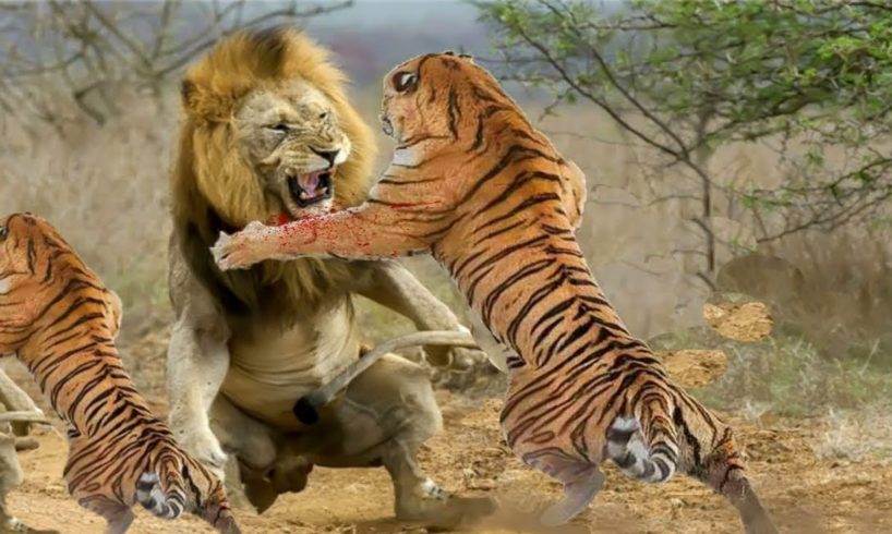 animals wild animals|animal fights animal attack/wildlifelion