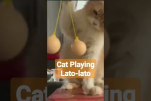 #cat playing lato-lato || #cats #catlover #animallover #animals #shorts