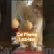 #cat playing lato-lato || #cats #catlover #animallover #animals #shorts
