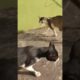 cats playing 😻 #shorts #subscribe #trending #cute #viral #animals #cat #video #share #funny #status