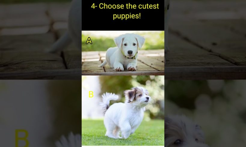 choose the cutest puppies | cute puppies | puppies | #shorts #youtubeshorts #puppy