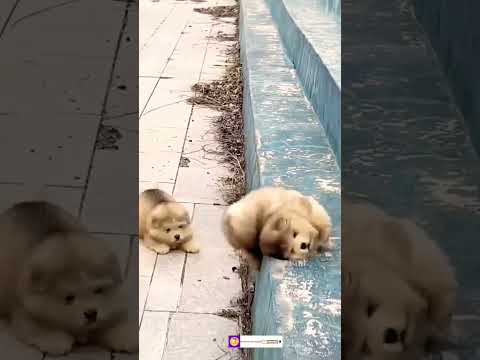 cute puppies falling 😍🔥|| #shorts #ytshorts #animalhomeland