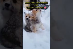 cute puppies playing in snow 😍😍🌨️#youtubeshorts #shorts#trending #loveanimals #cutepuppies