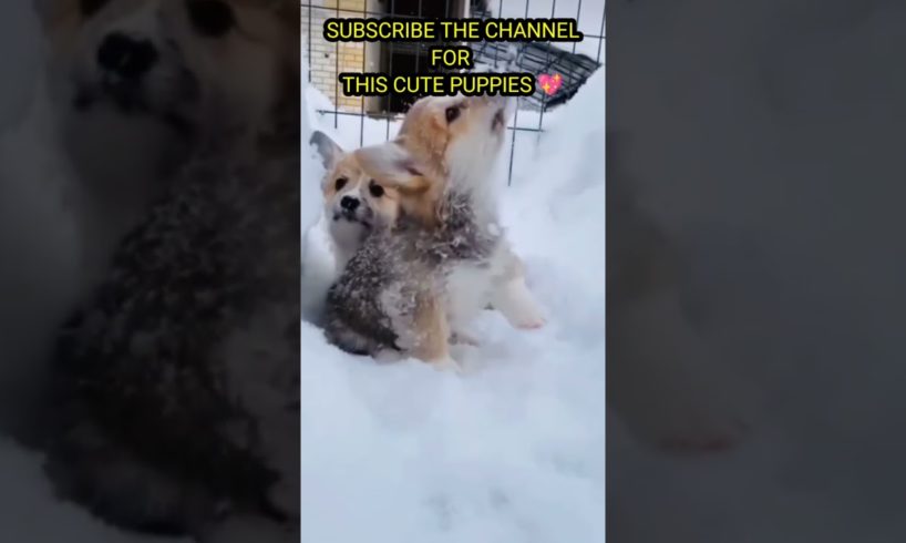 cute puppies playing in snow 😍😍🌨️#youtubeshorts #shorts#trending #loveanimals #cutepuppies