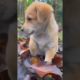 cute puppies video 2 | animal love | cute dog