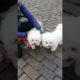 cutest Puppies #viralvideo  #shortsvideo #cutestpuppy #japanesedog