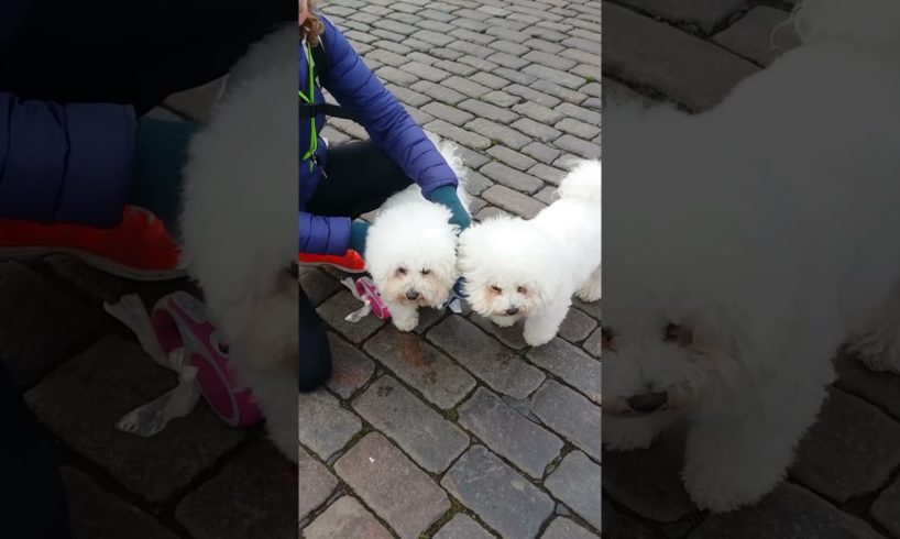cutest Puppies #viralvideo  #shortsvideo #cutestpuppy #japanesedog