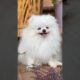 cutest dogs | cute dog shorts | cute dog video | cute dog moments | cute dog status | cute dog