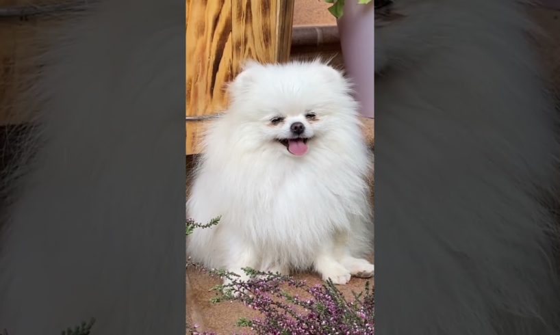 cutest dogs | cute dog shorts | cute dog video | cute dog moments | cute dog status | cute dog