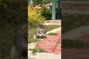 cutest puppies ❤️ | Alaskan malamute | shorts