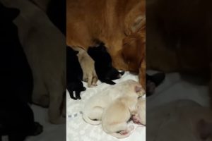 cutest puppies are feeding 😍