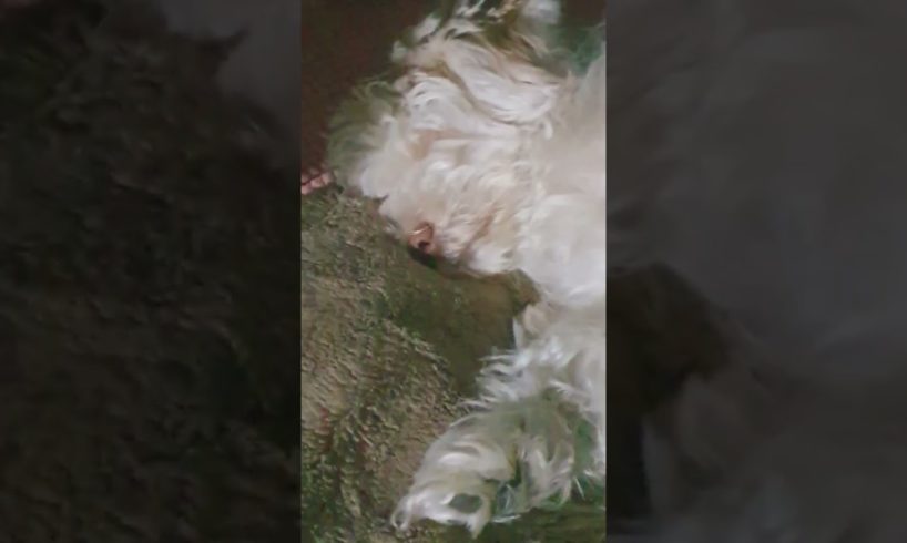 cutest puppies 🥰 #cutepuppy #maltipoo #animals #baby #viral #cuteshorts #europe