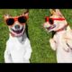 cutest puppies funny videos             #puppies