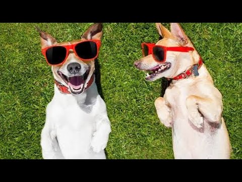 cutest puppies funny videos             #puppies
