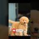 cutest puppies ❤️ #subscribe #youtubeshorts #viral #ytshorts #doglover #trending