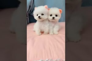 😍cutest puppies🥰 #viral #shorts #trending #youtube