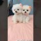 😍cutest puppies🥰 #viral #shorts #trending #youtube