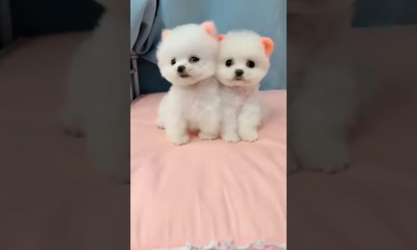 😍cutest puppies🥰 #viral #shorts #trending #youtube