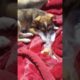 cutest puppy 🐶 😍 in world #viral #youtubeshorts #trending #cute #shots