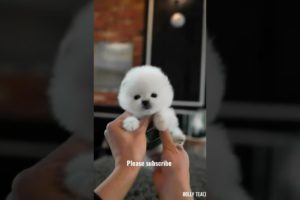 cutest puppy video 🔥🔥🐕💫✨💓 #youtubeshorts #viral #puppy #dog #trending #doglover #shorts