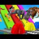 fountain animals wild crossing elephant tiger horse🦁lion Gorilla full animals funtions video cartoon