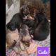 funniest cute puppies dog  video ever 2023 v2 #shorts #youtubeshorts #dog #euro