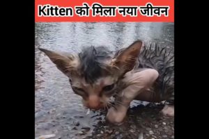 kitten 😸 को मिला नया जीवन। Animal Rescue video #ytshorts #pets #shorts #viral #rescue #factcam