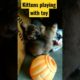 kittens playing with toy #petsplatform #pets #cat #animals #shorts