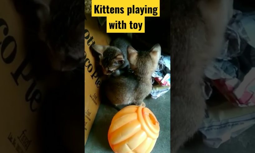 kittens playing with toy #petsplatform #pets #cat #animals #shorts