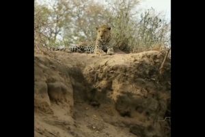 leopard escaped from the lion | #facts #shorts #animals