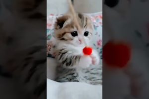 lovely kitten playing #monitization #shorts #subscribe #YouTube #viral #cat #kitten #animals #views